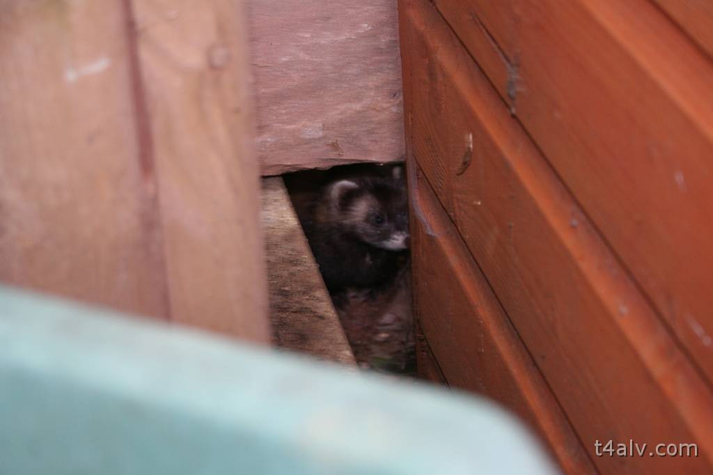 IMG_4823.JPG - Glimpse of a Polecat under the shed.