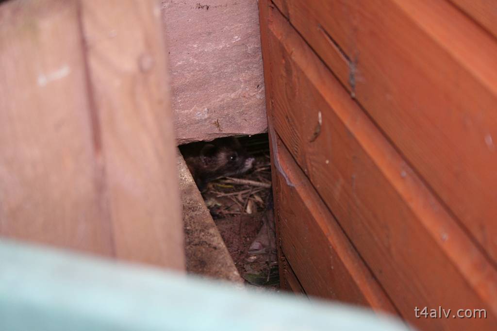 IMG_4824.JPG - Glimpse of a Polecat under the shed.
