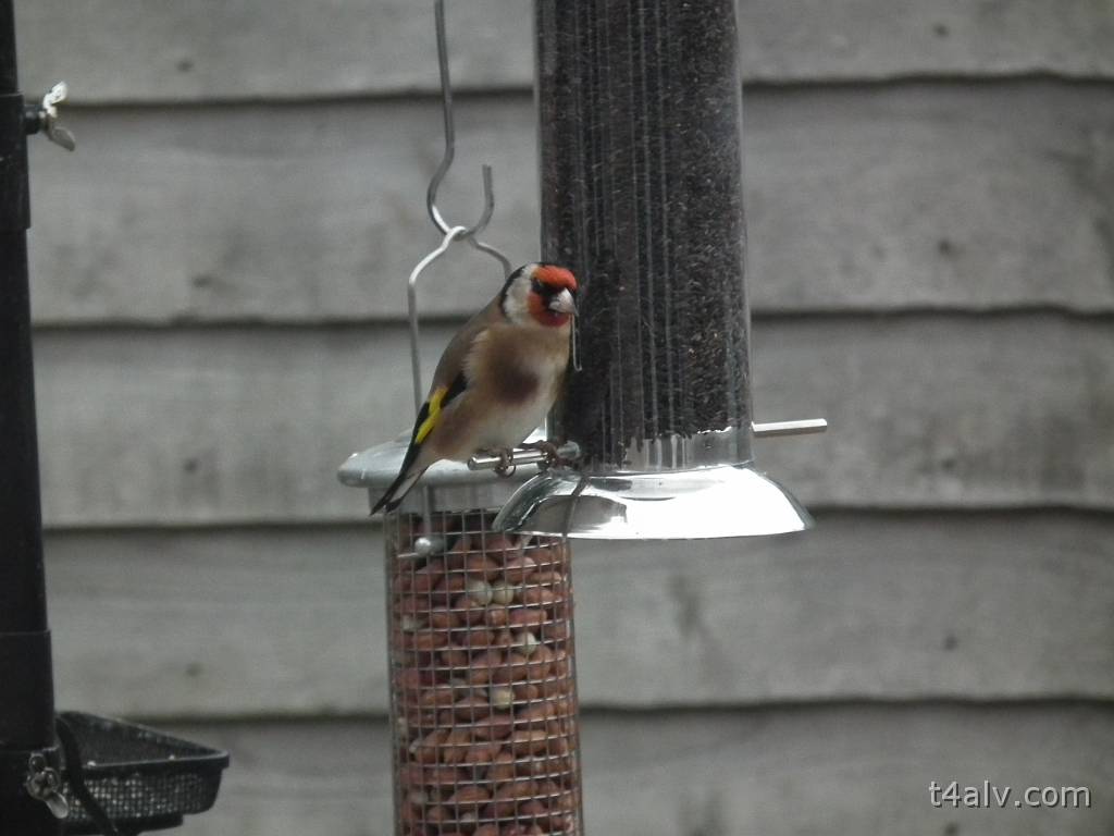 DSCF1231.JPG