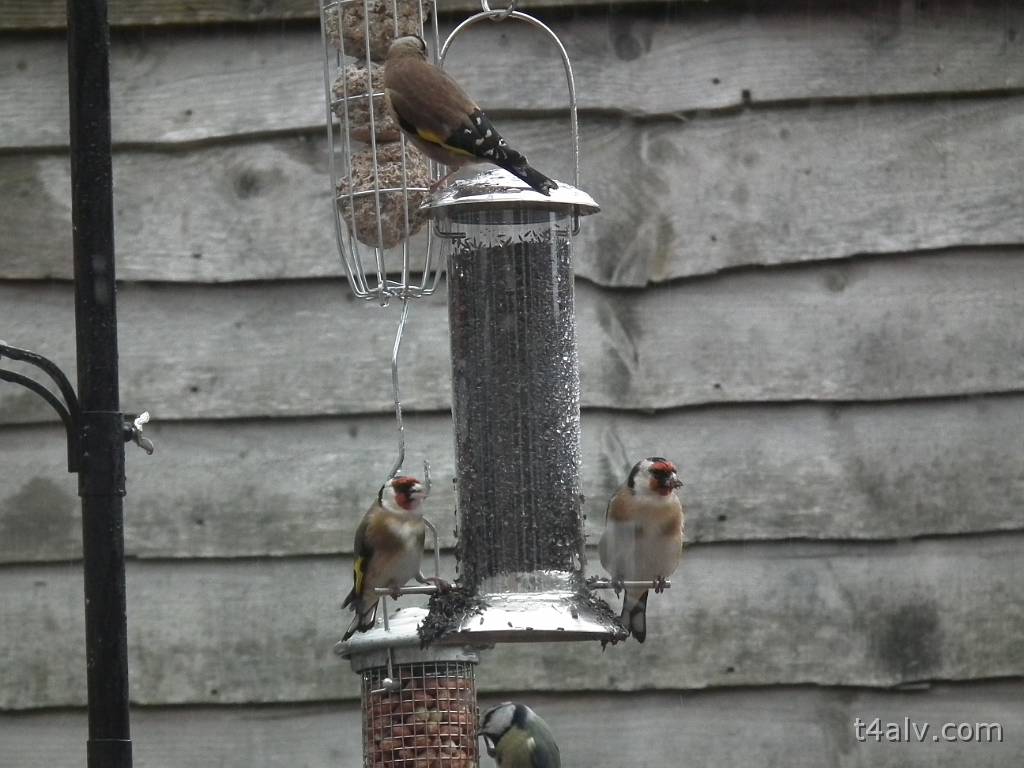 DSCF1237.JPG