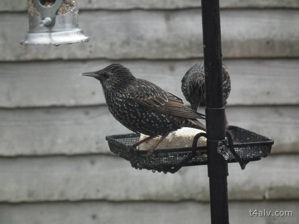 DSCF1243.JPG