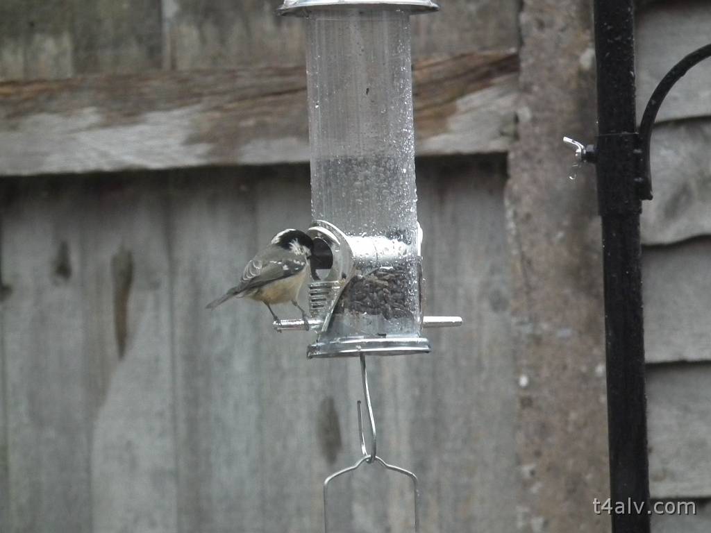 DSCF1244.JPG
