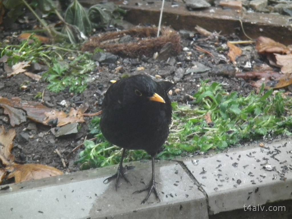 DSCF1252.JPG