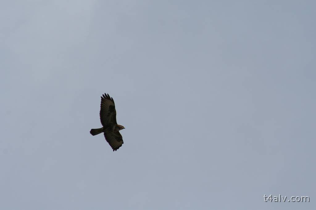 IMG_0521.JPG