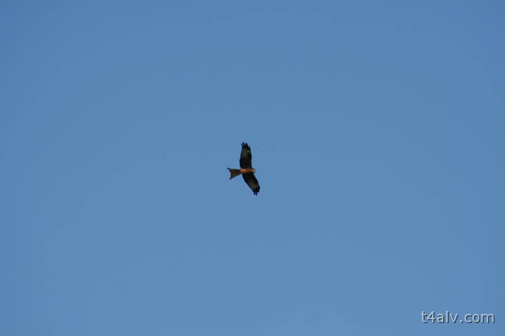 IMG_2594.JPG