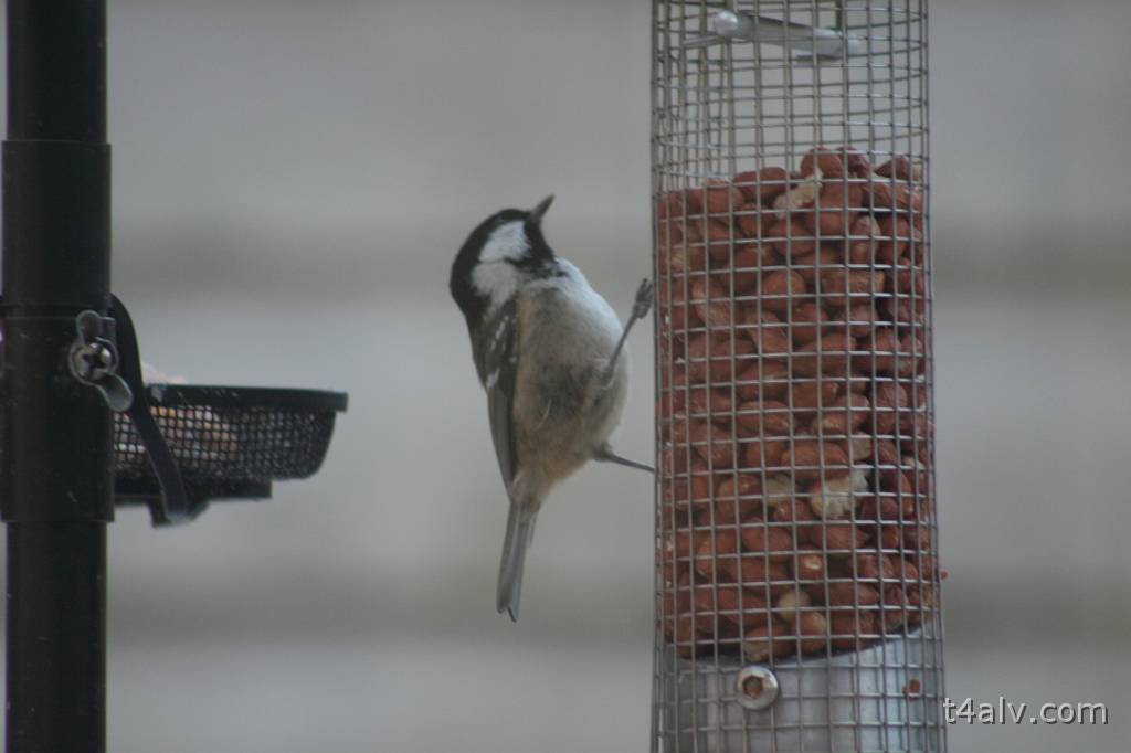 IMG_5817.JPG
