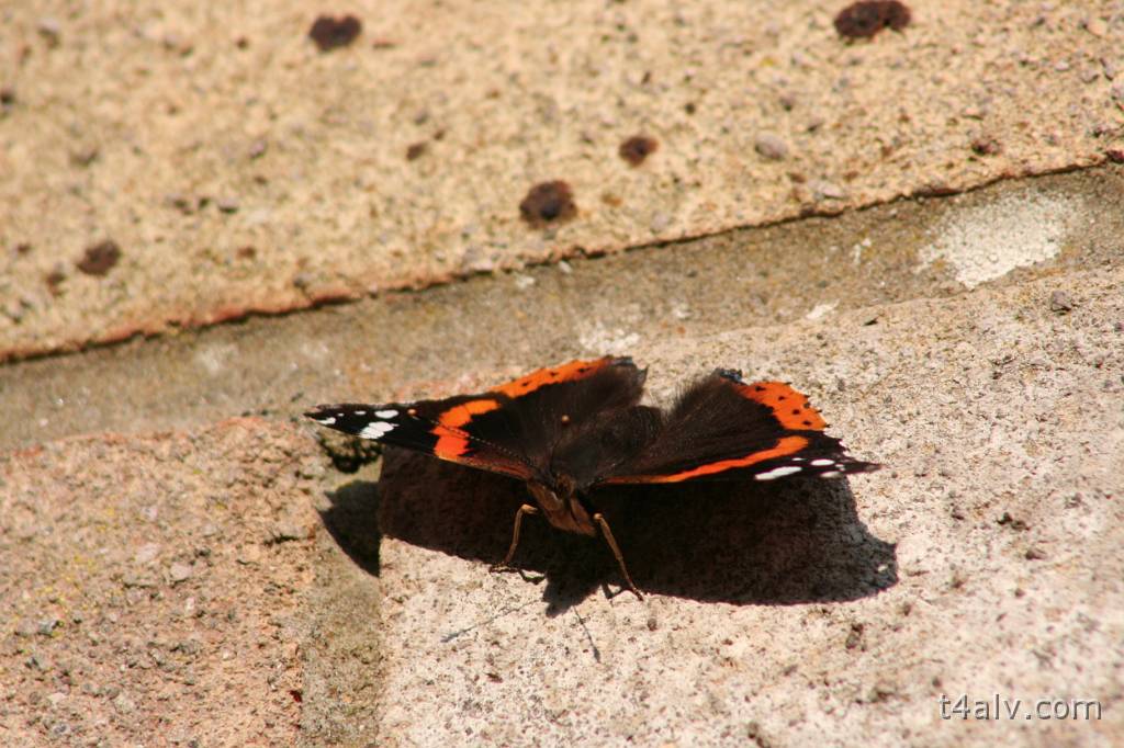 IMG_0526.JPG