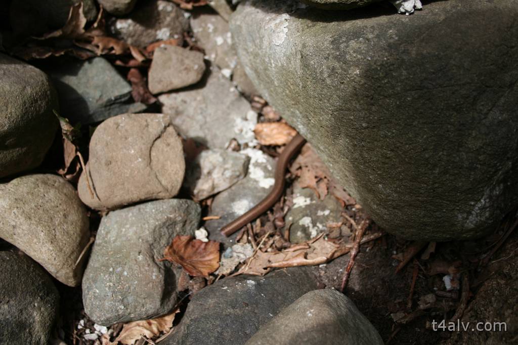 IMG_5291.JPG - and here it make its escape under a rock