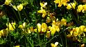 DSCF0573