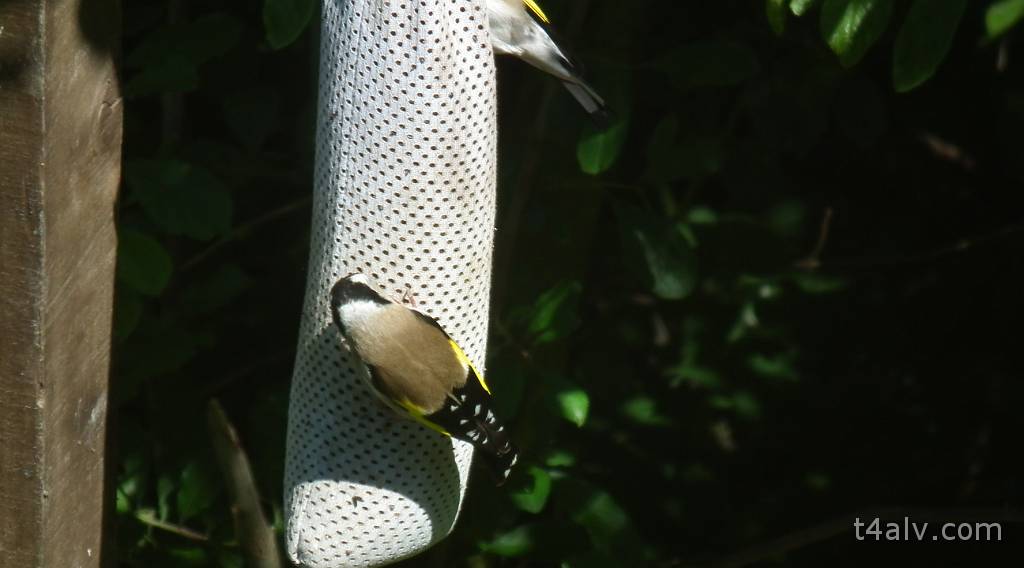 DSCF0508.JPG